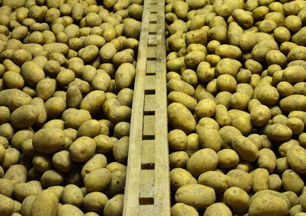Kartoffel - Reindl Hof