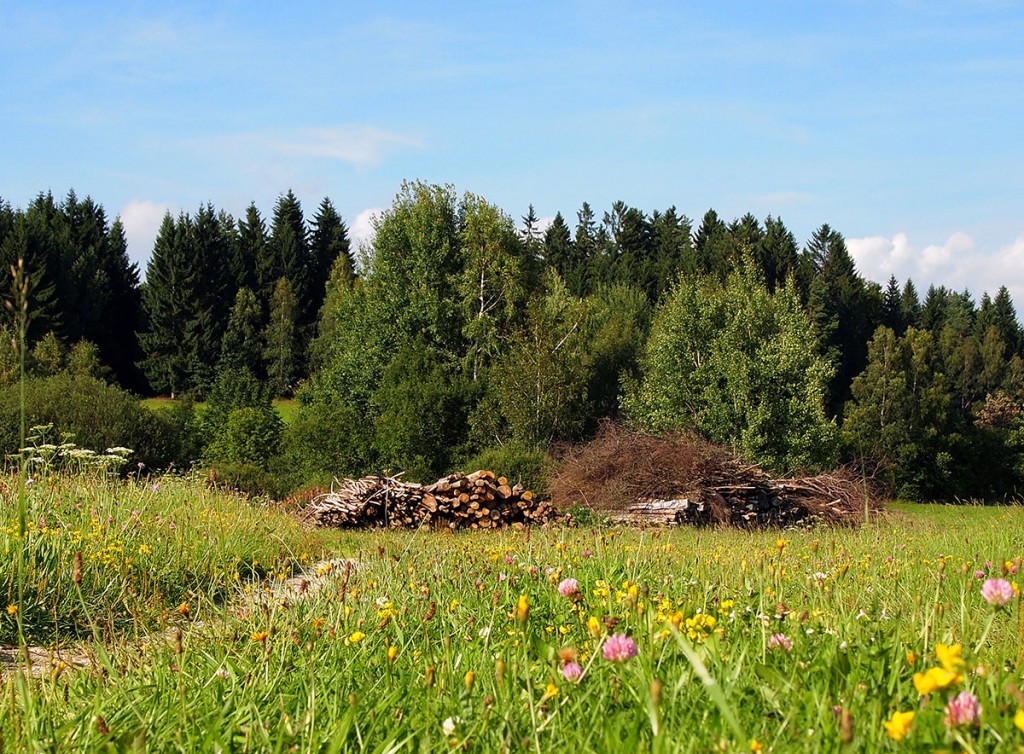 Wald - Reindl Hof