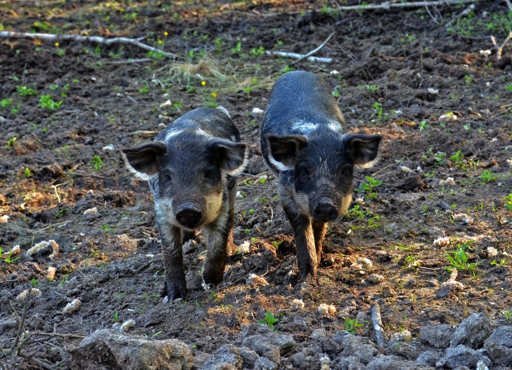 Wollschweine - Reindl Hof