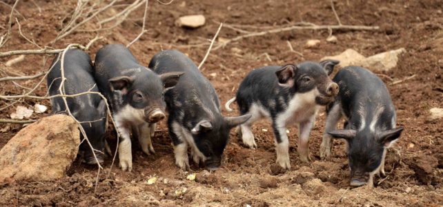 Schweinderl, Honig und alles wächst! Schweinderl, Honig und alles wächst!