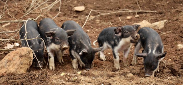 Schweinderl, Honig und alles wächst!